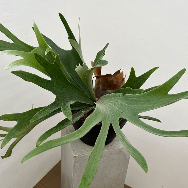 コウモリラン ビカクシダ 鉢植え」の人気商品一覧 | 安い商品を通販