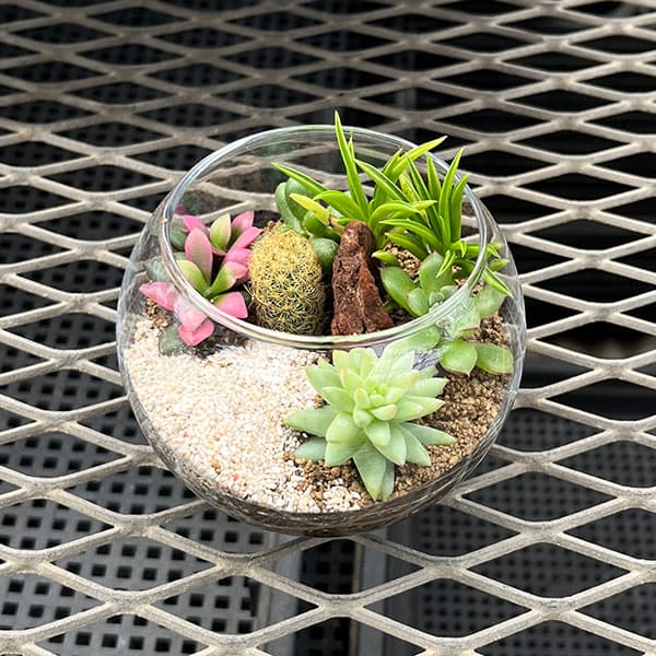 楽天市場】観葉植物/[送料無料]多肉寄せ植えガラスボールL直径18cm