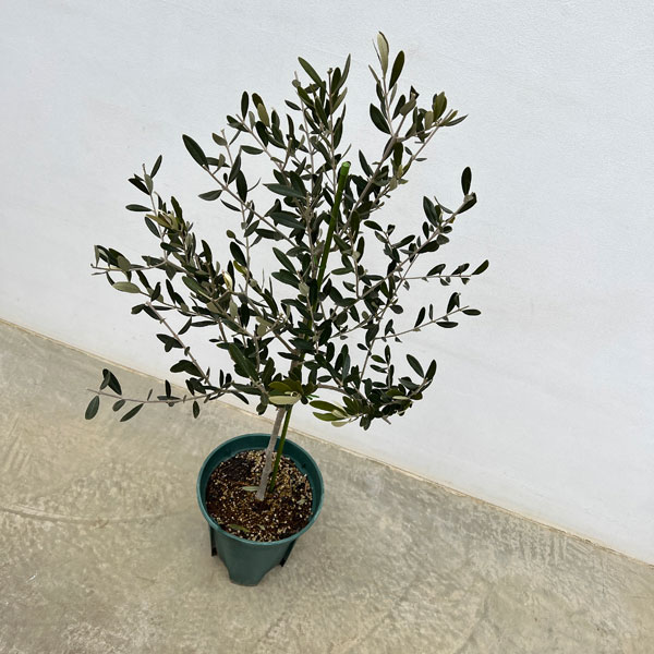 楽天市場】花木 庭木の苗/オリーブ：アレクッゾ 8号硬質ポット : 園芸