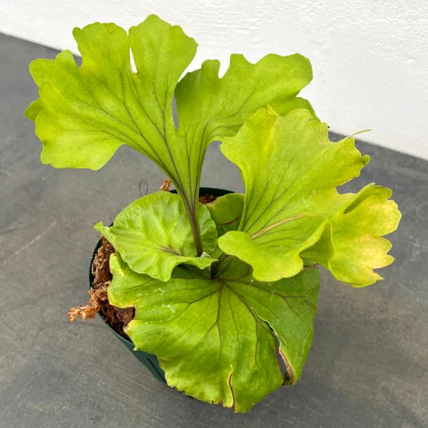 楽天市場】観葉植物/ビカクシダ（コウモリラン）：リドレイ モンキー