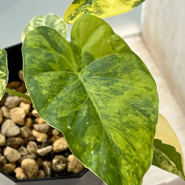 楽天市場】観葉植物/（わけあり特価）アロカシア：マクロリザ オーレア