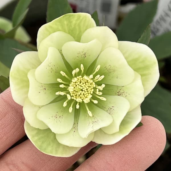 種 クリスマスローズ 苗」の人気商品一覧 | 安い商品を通販サイトから