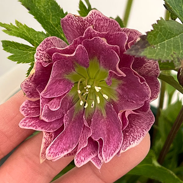 苗 クリスマスローズ レッド」の人気商品一覧 | 安い商品を通販サイト