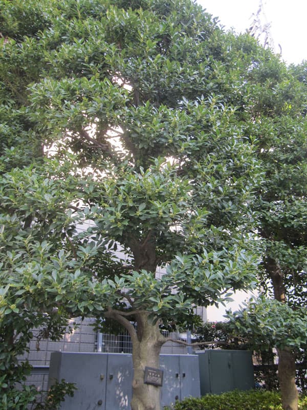 楽天市場】花木 庭木の苗/モチノキ3.5号ポット 20本セット : 園芸