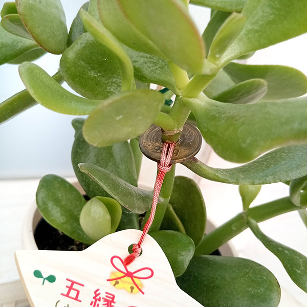 楽天市場】観葉植物/金のなる木（花月・カゲツ) ：五縁の星