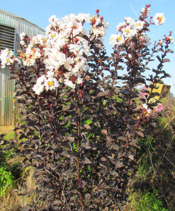 楽天市場】花木 庭木の苗/サルスベリ（百日紅）：ブラックパール