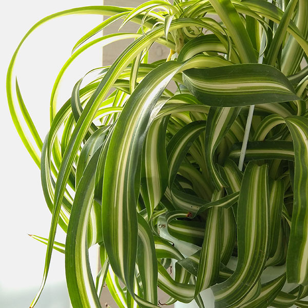 楽天市場】観葉植物/オリヅルラン：ボニー5号吊鉢 : 園芸ネット プラス