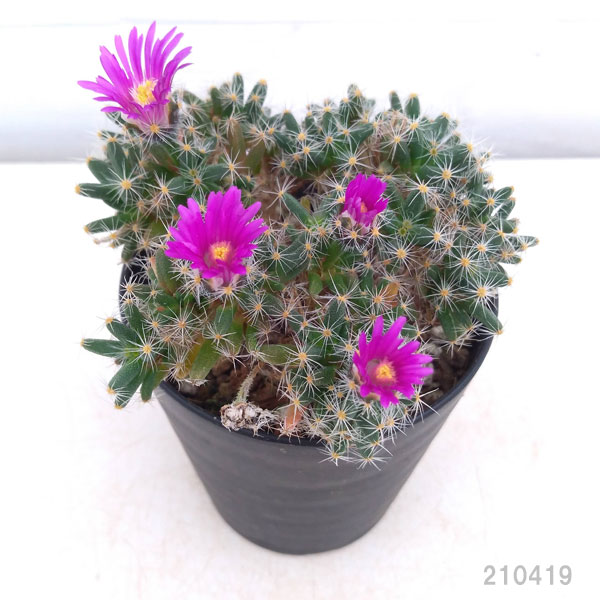 楽天市場】観葉植物/トリコディアデマ：デンサム 紫晃星 3号鉢植え