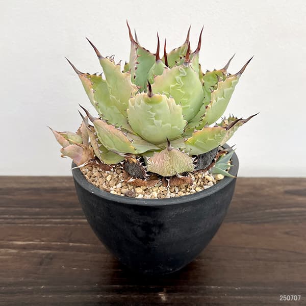 楽天市場】観葉植物/（わけあり特価）アガベ：ドラゴンスケイル 5号