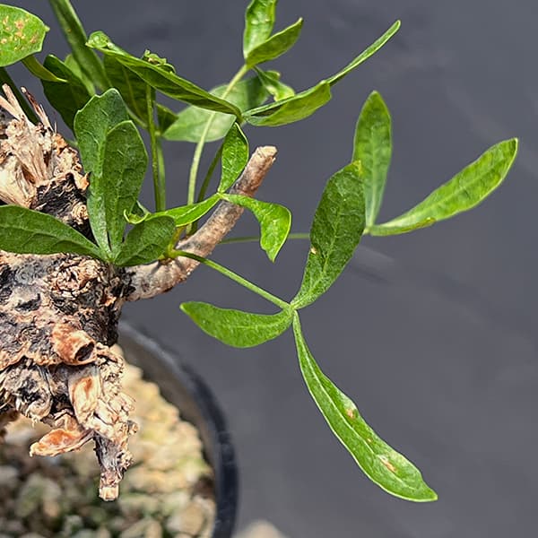 楽天市場】観葉植物/コミフォラ：フォリアセア（発根済み） 4号鉢植え