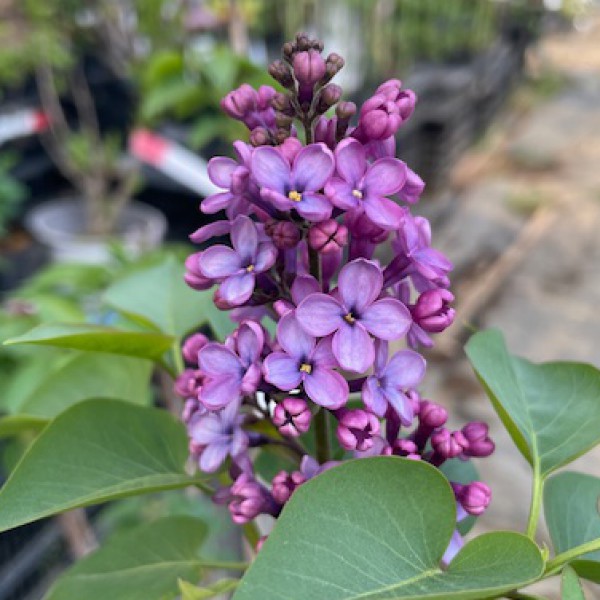 ライラックさま ライラックさまvintage ❀お花とフラワーベースの刺繍