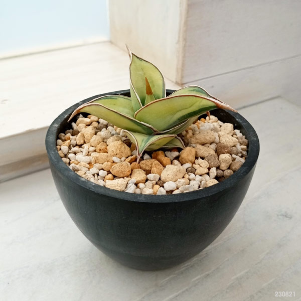 楽天市場】観葉植物/サンセベリア：ピングイキュラ バリエガータ（斑入
