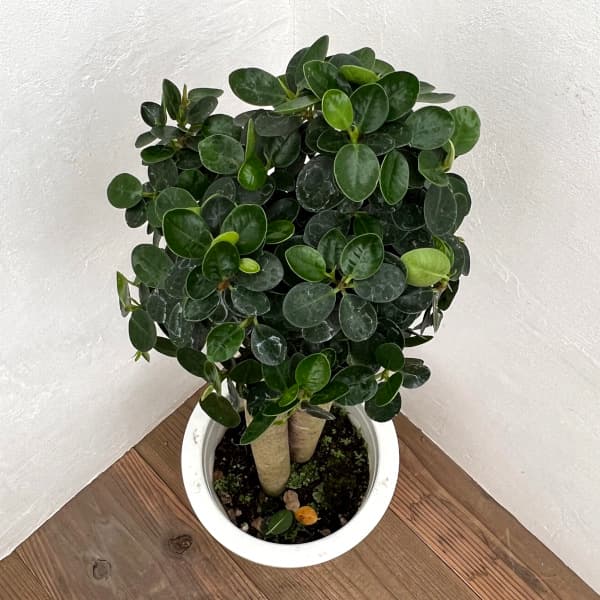 楽天市場】観葉植物/ガジュマル：パンダガジュマル 8号鉢植え** : 園芸