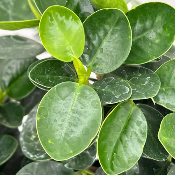 楽天市場】観葉植物/ガジュマル：パンダガジュマル 8号鉢植え** : 園芸