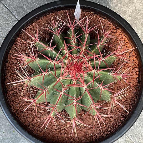 楽天市場】観葉植物/フェロカクタス：赤鳳 8号鉢植え : 園芸ネット プラス