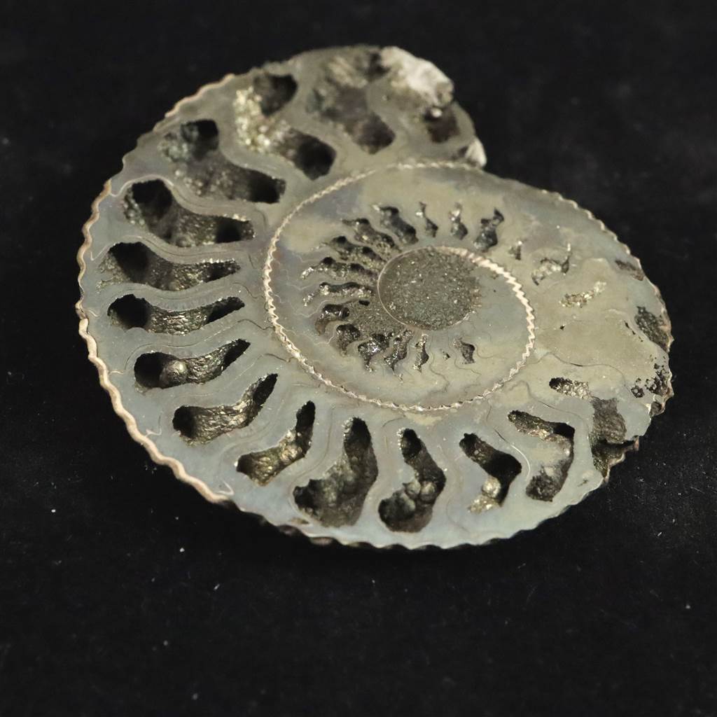 楽天市場】ロシア産 アンモナイト パイライト 化石 53mm 15.3g : 榎本通商