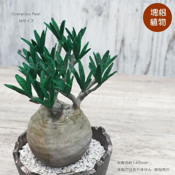 楽天市場】グラキリスの通販