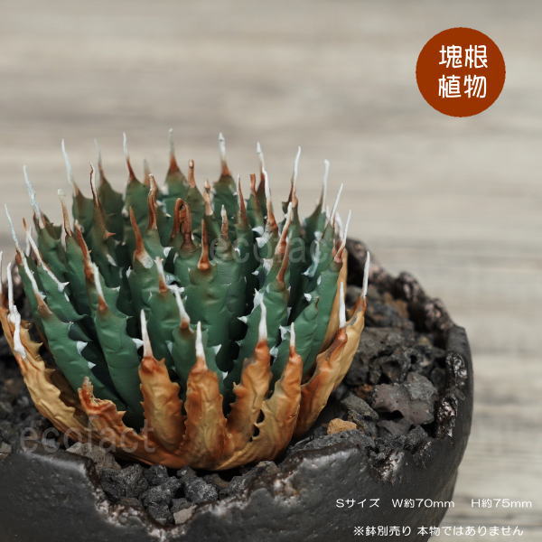楽天市場】フェイクグリーン 3D フィギュア アガベ ユタエンシス
