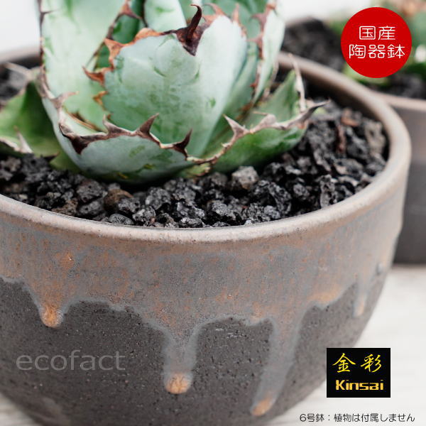 楽天市場】陶器鉢 植木鉢 6号 丸型 金彩 ゴールド/ブラック おしゃれ