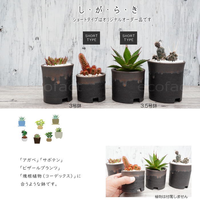 楽天市場】陶器鉢 植木鉢 3.5号ショートタイプ 筒型 金彩 ゴールド