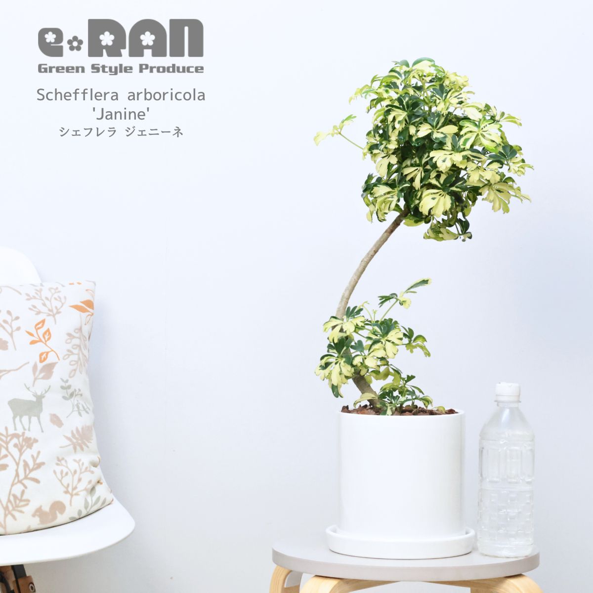 楽天市場】＼ポイント5倍／観葉植物 シェフレラ ジェニーネ 陶器鉢 高