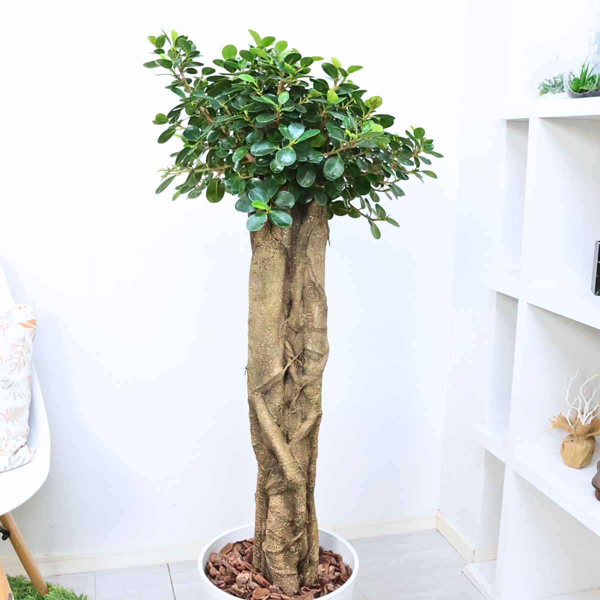 楽天市場】＼ポイント5倍／観葉植物 希少種 コパンダガジュマル 高さ約