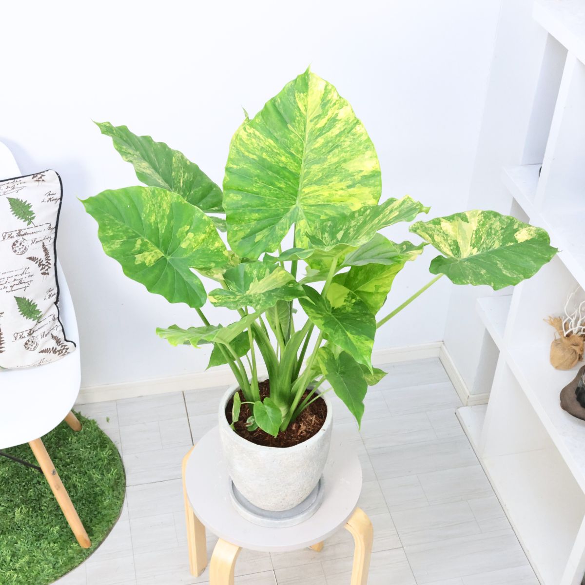 楽天市場】観葉植物 子株付き 黄斑入り クワズイモ カゲアナ 高さ約