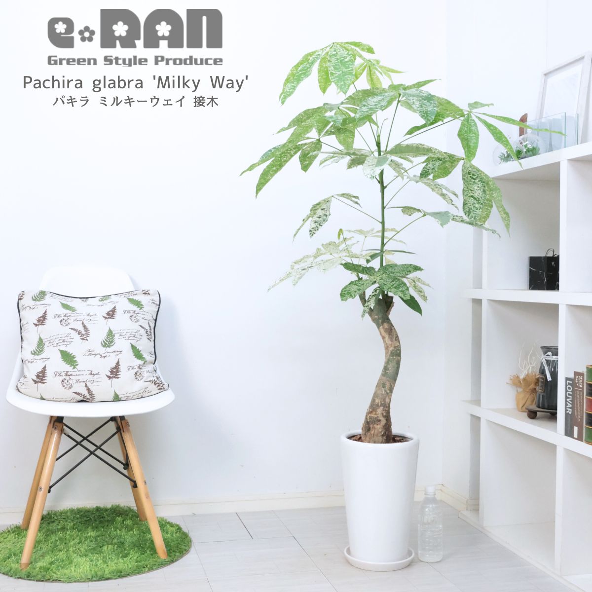 美斑紋。山採りイロハモミジ2.0M(鉢底から)