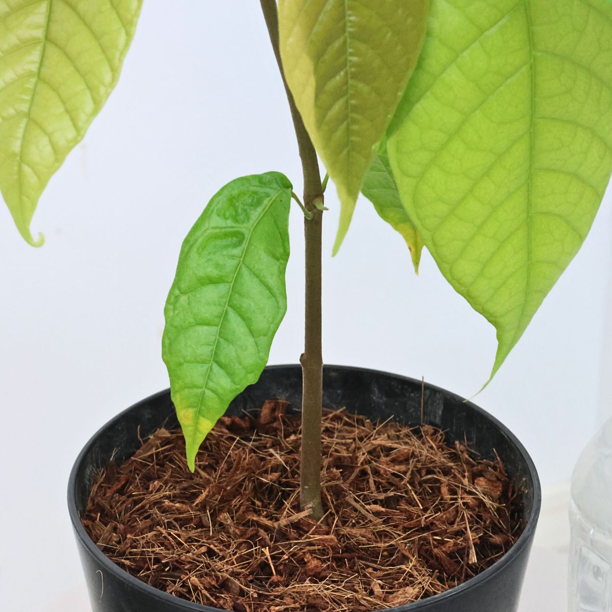 楽天市場】＼ポイント5倍／【現品発送】入手困難 カカオの木 苗木 5号