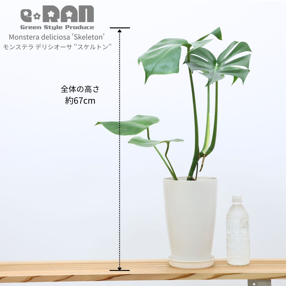 楽天市場】＼ポイント5倍／観葉植物 希少 入手困難 モンステラ