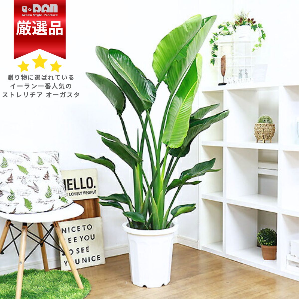 楽天市場】人気のストレリチア オーガスタ 10号鉢 高さ約約150cm前後 2