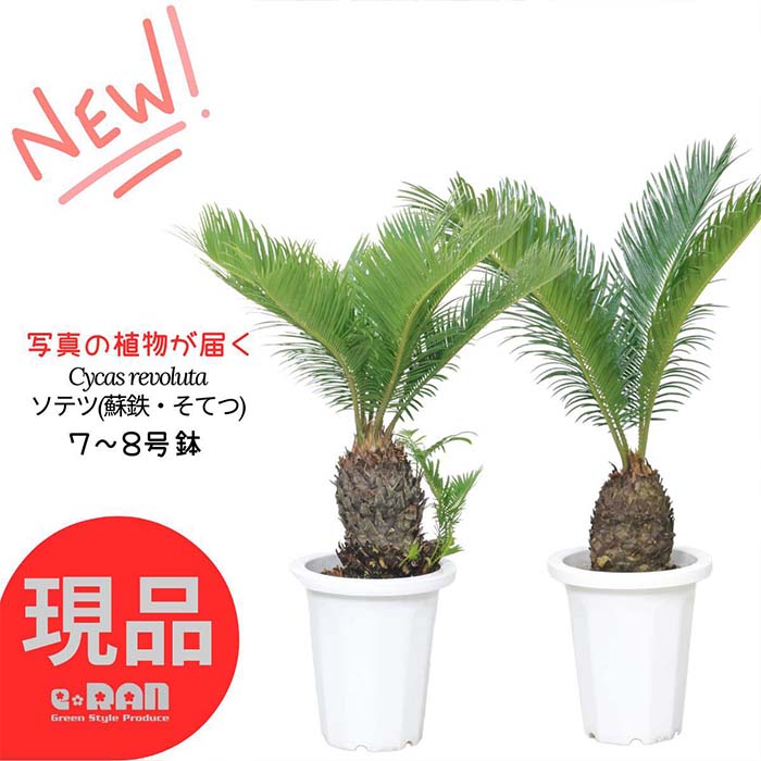 楽天市場】＼ポイント5倍／【選べる現品発送】庭木 ソテツ(蘇鉄・そて