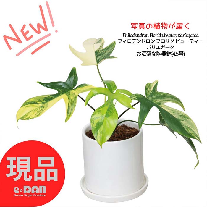 楽天市場】＼ポイント5倍／【選べる現品発送】観葉植物 斑入り