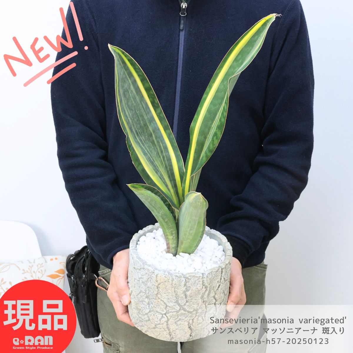 楽天市場】観葉植物 サンスベリア マッソニアーナ 斑入り 株立 高さ約