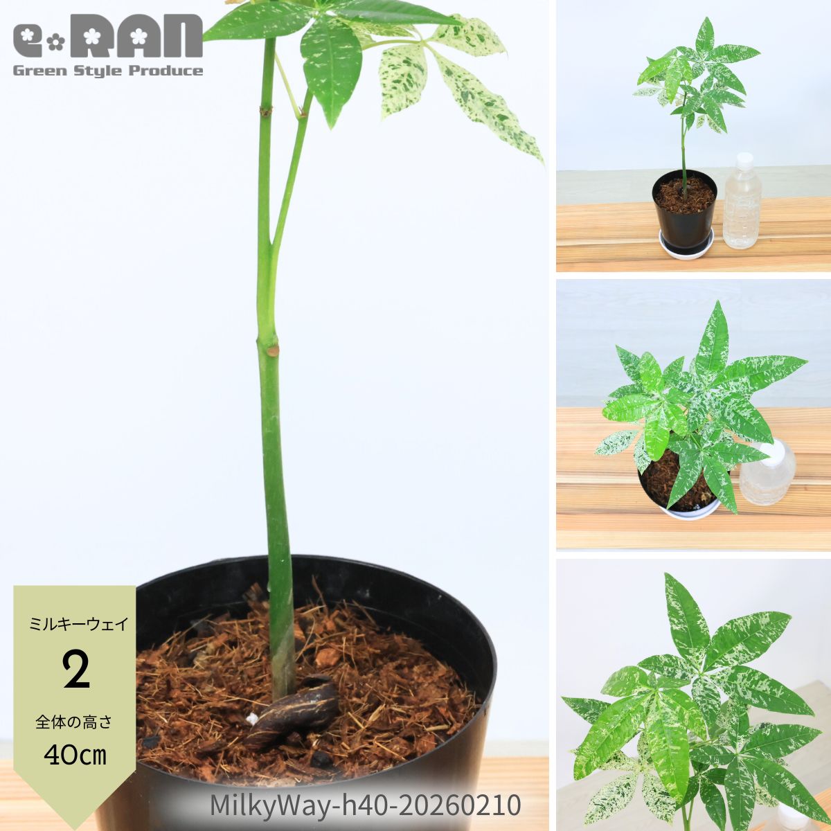 楽天市場】＼ポイント5倍／【選べる現品発送】国内実生株 パキラ