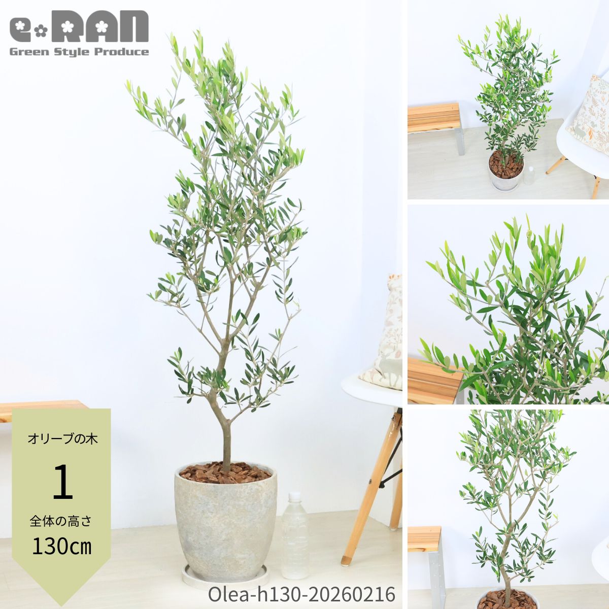 観葉植物 シンボルツリー オリーブ」の人気商品一覧 | 安い商品を通販
