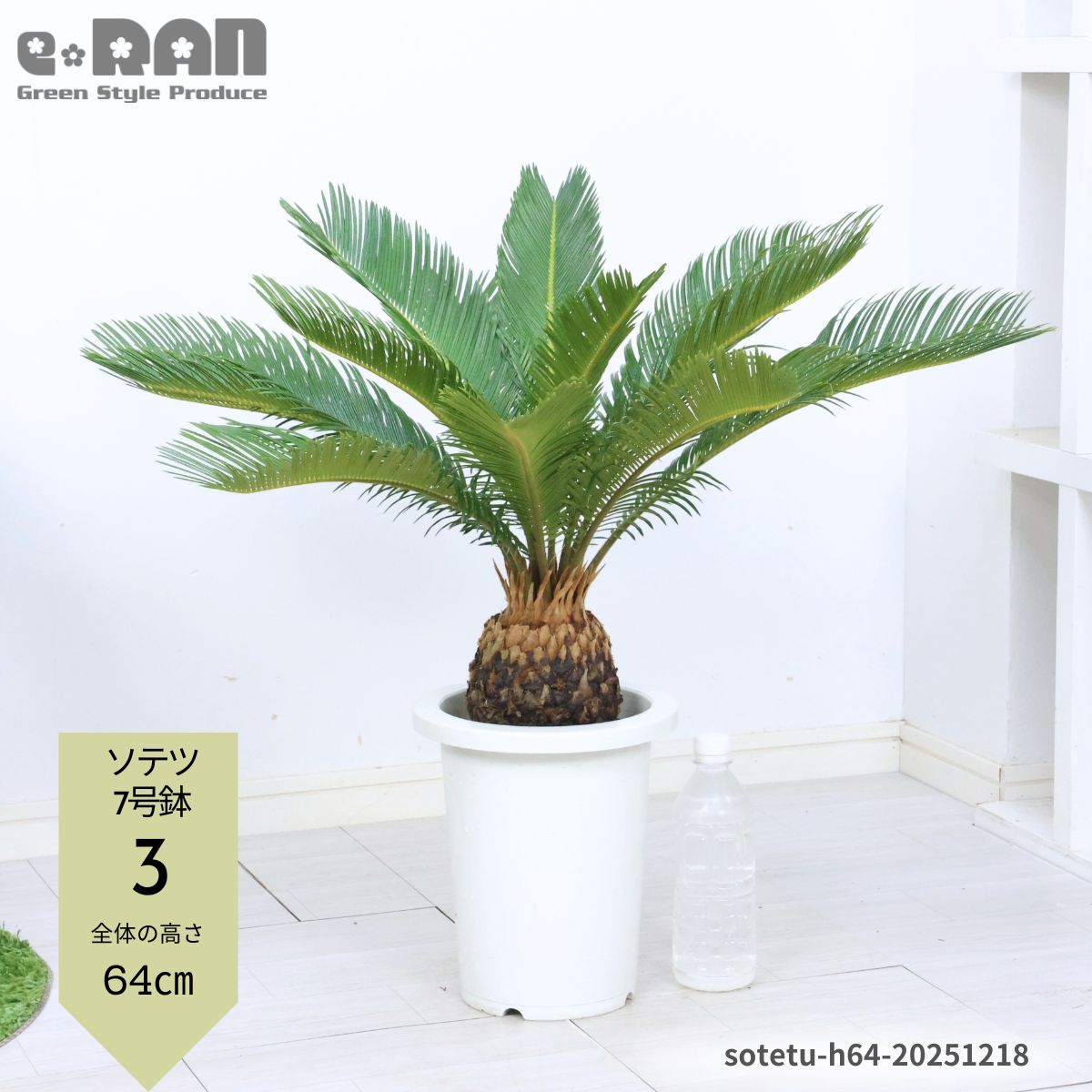 楽天市場】＼ポイント5倍／【選べる現品発送】庭木 ソテツ(蘇鉄・そて