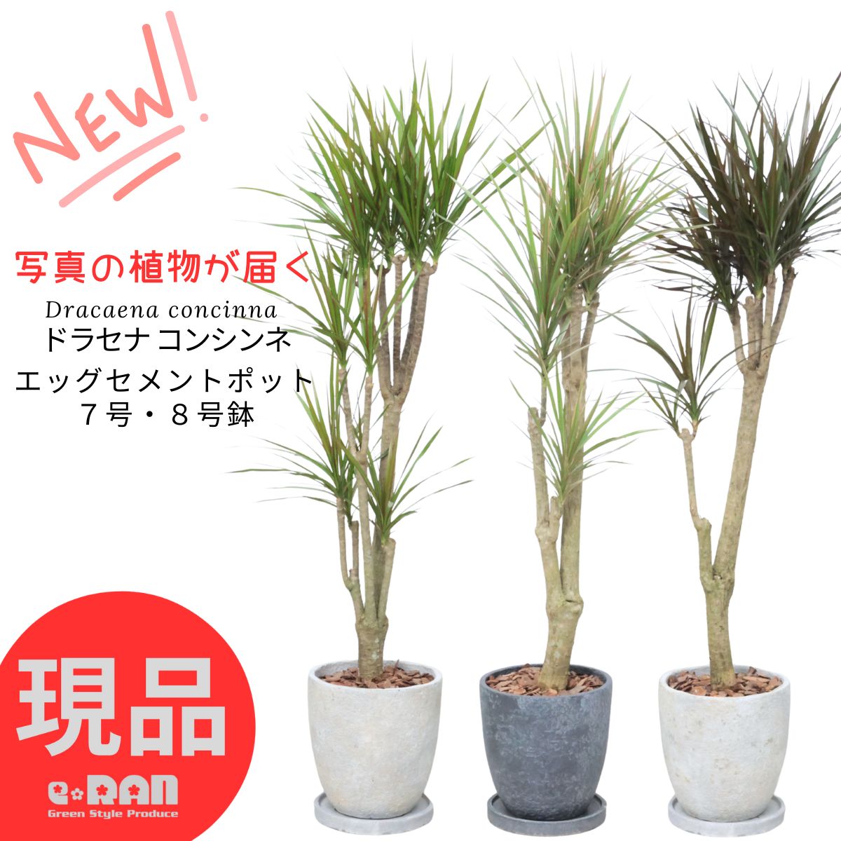 楽天市場】【選べる現品発送】観葉植物 ドラセナ コンシンネ 高さ100