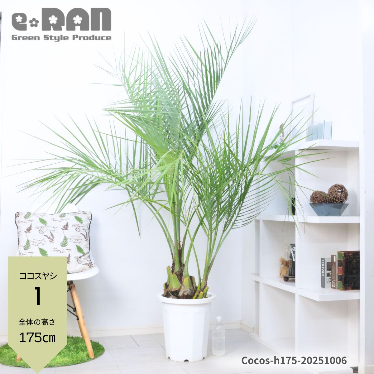 楽天市場】＼ポイント5倍／【選べる現品発送】 大型 ココスヤシ 10号鉢