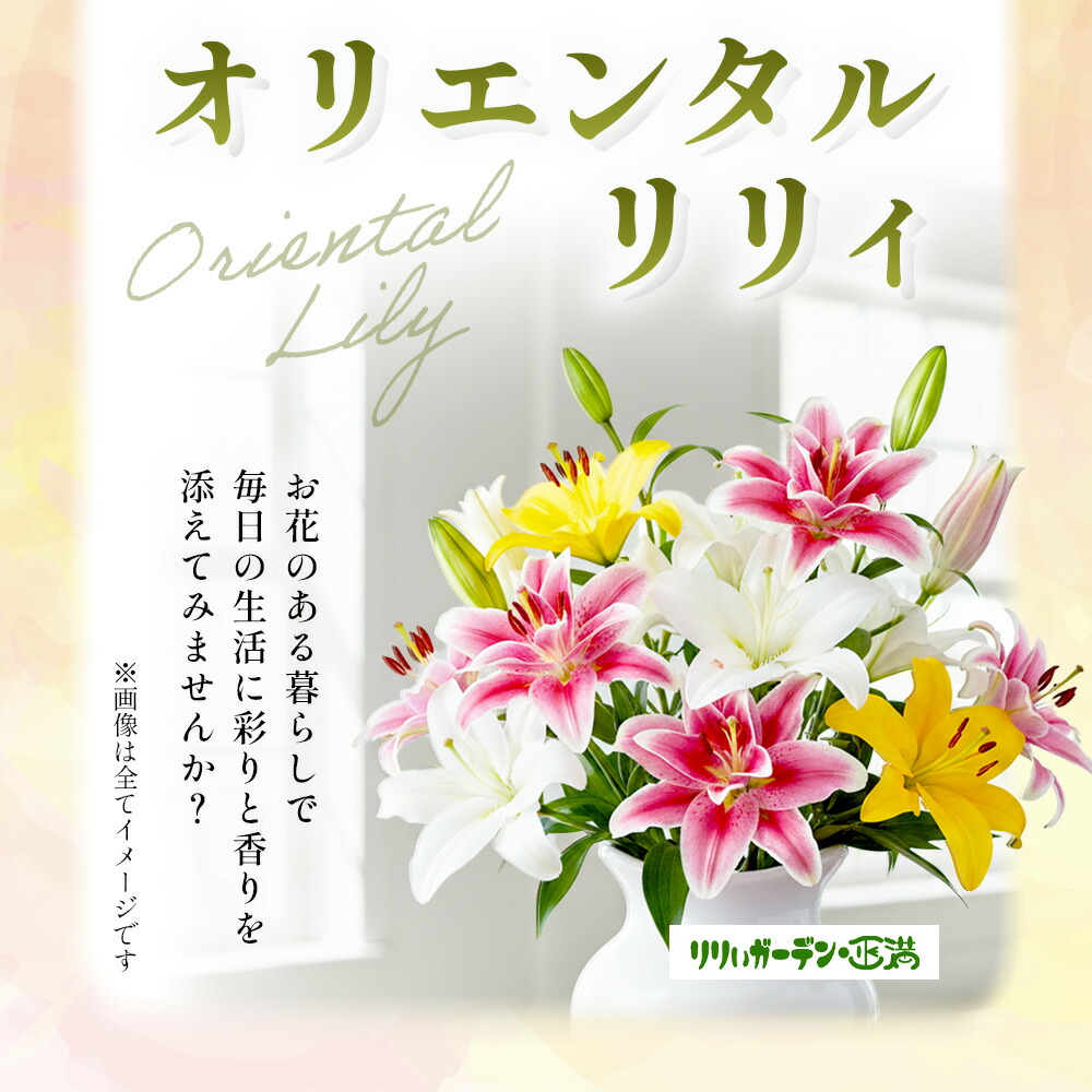 楽天市場】【ふるさと納税】☆5.0高評価 オリエンタルリリィ(約5本