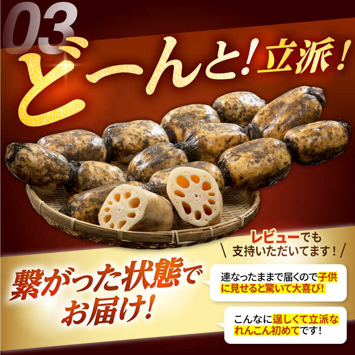 楽天市場】【ふるさと納税】【2026年1月以降発送】白石町産 泥付き