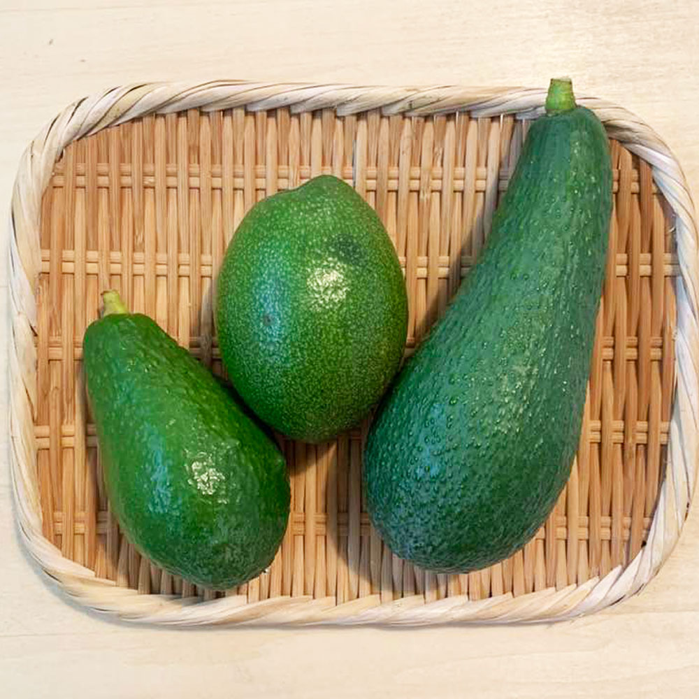 楽天市場】【ふるさと納税】【数量限定】アボカド苗木 1本 5号～6号 A