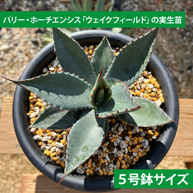 楽天市場】【ふるさと納税】鹿嶋市産アガベ！パリー・ホーチエンシス