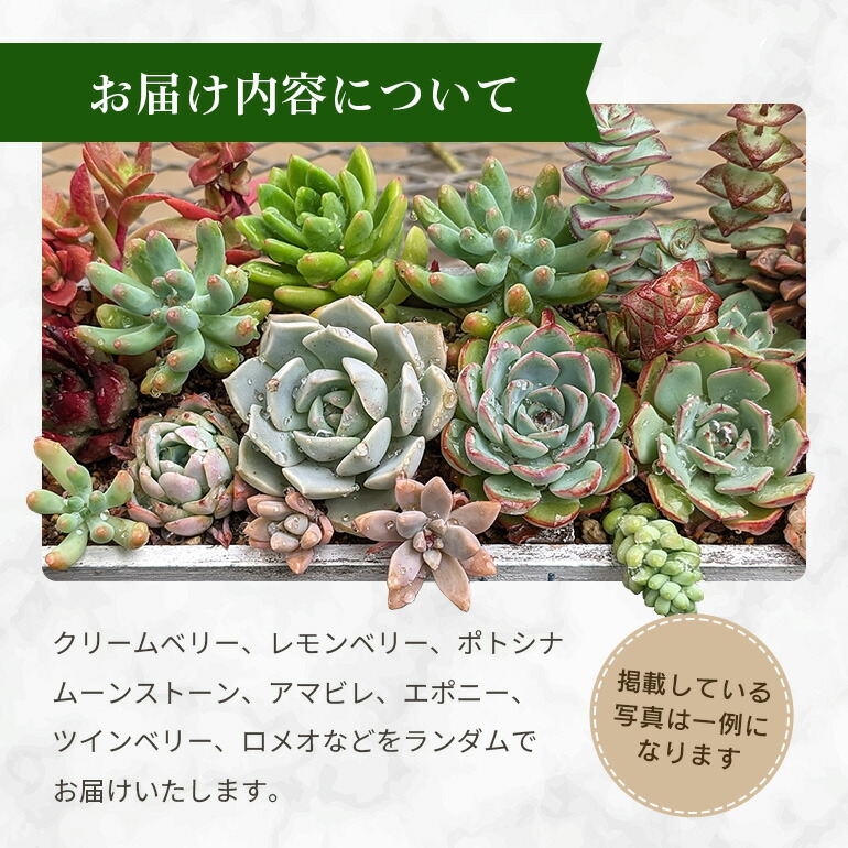 楽天市場】【ふるさと納税】韓国多肉植物 抜き苗 アソート 選べる 5