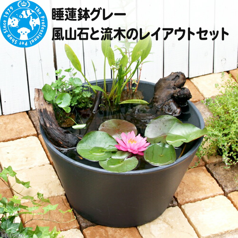 楽天市場】流木（ガーデニング・農業｜花・ガーデン・DIY）の通販