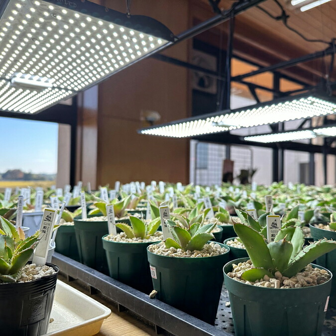 楽天市場】【ふるさと納税】電球タイプのベストセラーモデル 植物育成