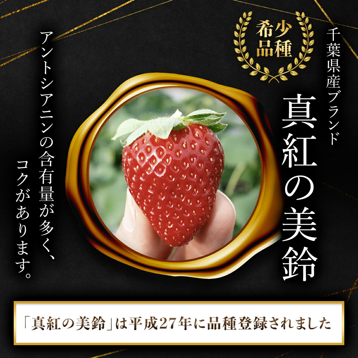 楽天市場】【ふるさと納税】【先行予約】【2025年12月中旬より順次発送