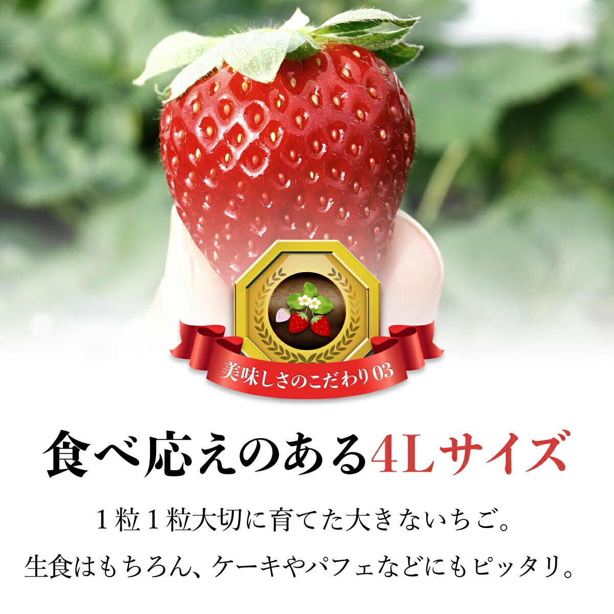 楽天市場】【ふるさと納税】【先行予約】【2025年12月中旬より順次発送