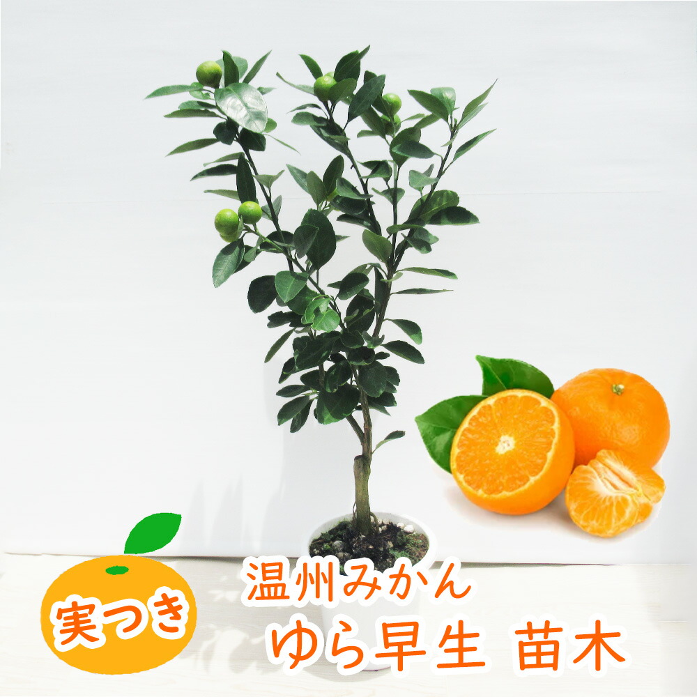 楽天市場】【 実つき 】 温州みかん 「 ゆら早生 」 接木苗 苗木 苗 5