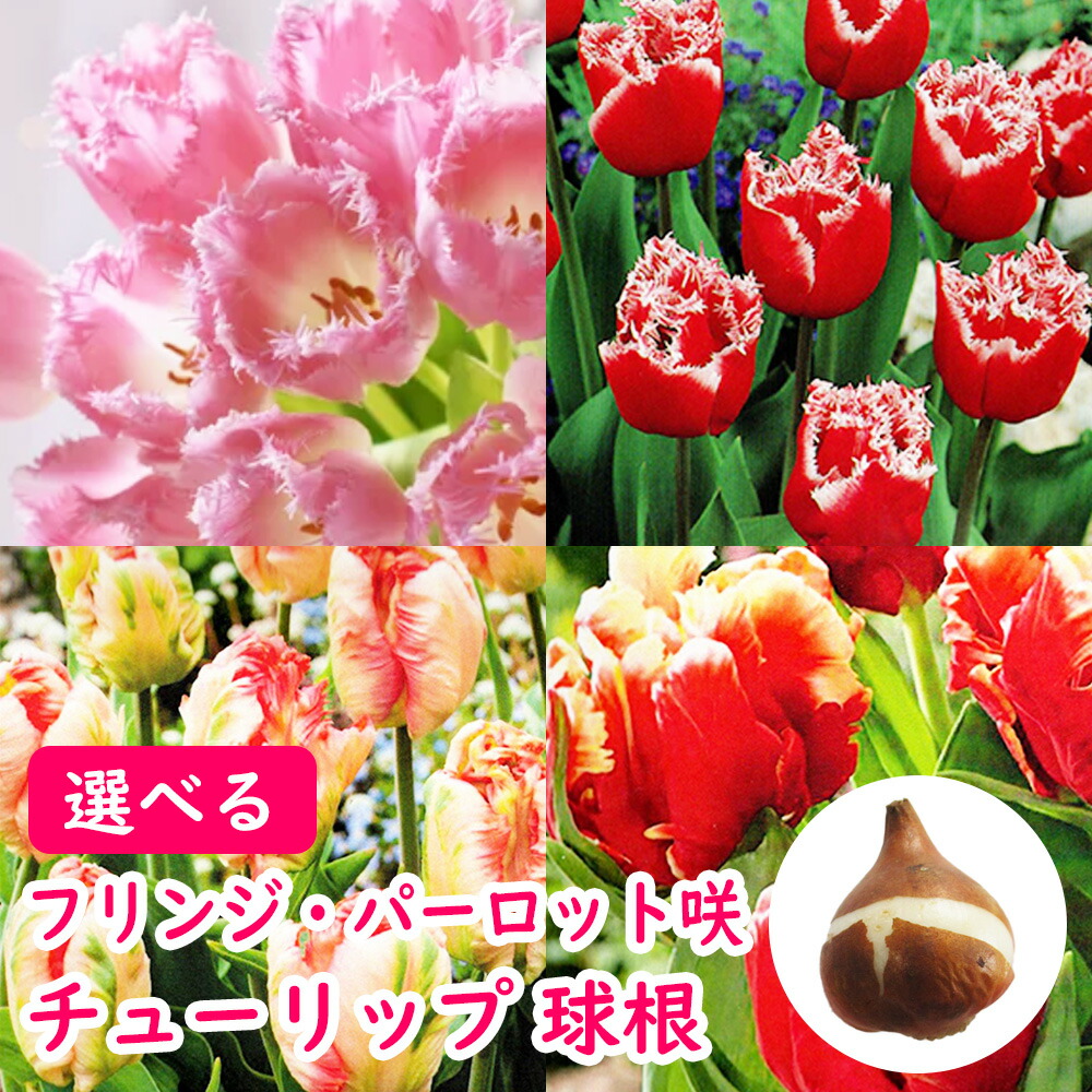 楽天市場】選べる 「 フリンジ・パーロット咲き チューリップ 球根